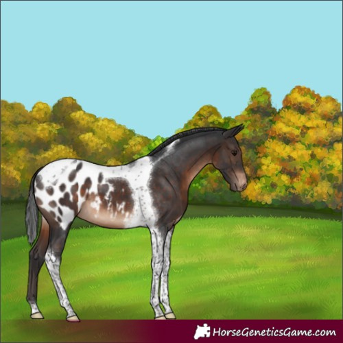 Horse Color:Brown Tobiano Appaloosa 