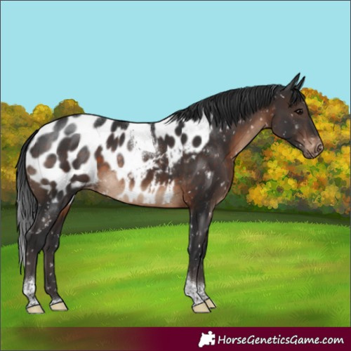 Horse Color:Brown Tobiano Appaloosa Rabicano 