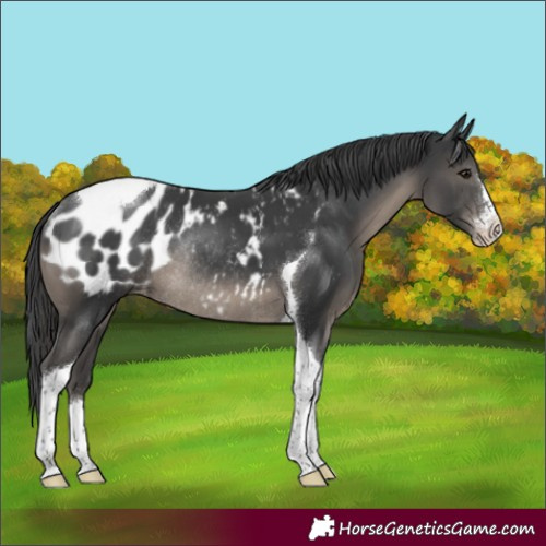 Horse Color:Black Sabino Tobiano Appaloosa Rabicano 