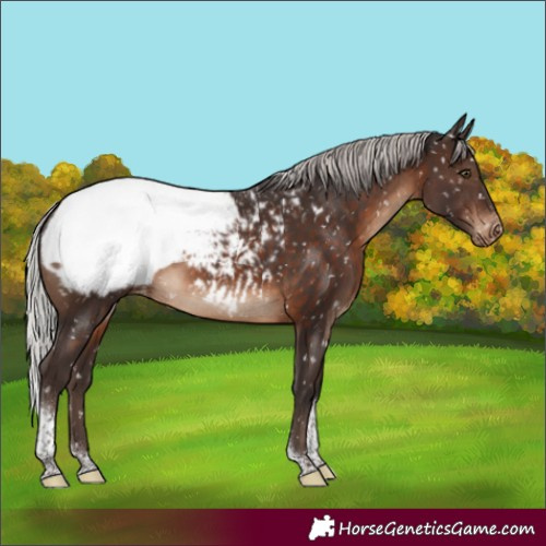 Horse Color:Silver Brown Tobiano Appaloosa Rabicano 