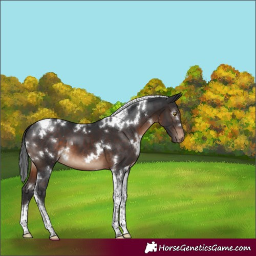 Horse Color:White Spotted Brown Tobiano Appaloosa