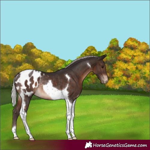 Horse Color:Silver Brown Tobiano Appaloosa Rabicano
