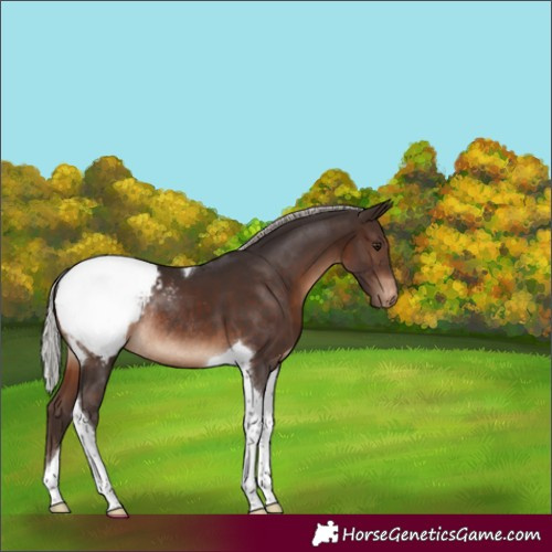 Horse Color:Silver Brown Tobiano Appaloosa Rabicano 