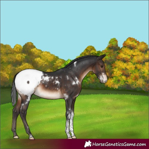 Horse Color:White Spotted Brown Tobiano Appaloosa Rabicano
