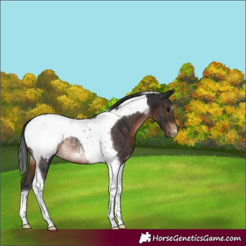 Horse Color:Brown Tobiano Appaloosa Rabicano