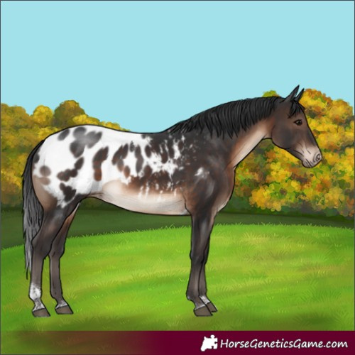 Horse Color:Brown Tobiano Appaloosa