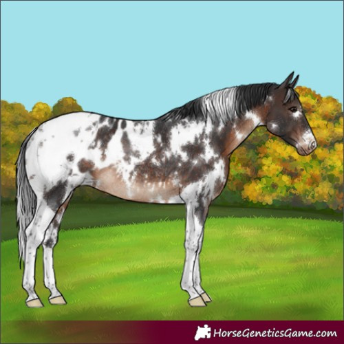 Horse Color:White Spotted Brown Tobiano Appaloosa Rabicano 