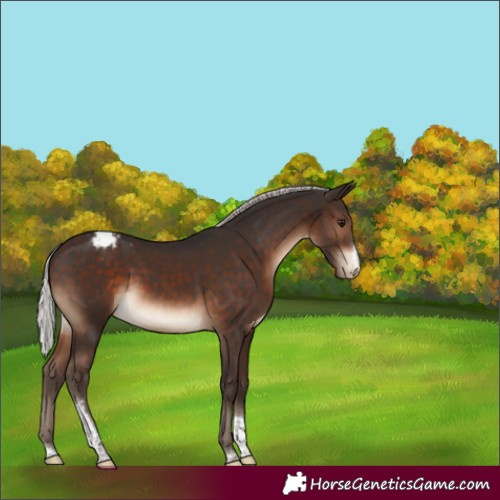 Horse Color:Silver Brown Sabino Tobiano Appaloosa 