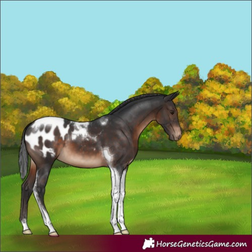Horse Color:Brown Tobiano Appaloosa 