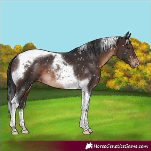 Horse Color:Brown Tobiano Appaloosa 