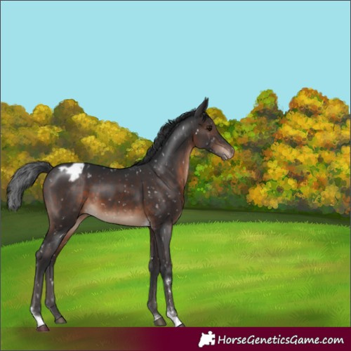 Horse Color:Brown Tobiano Appaloosa Rabicano 