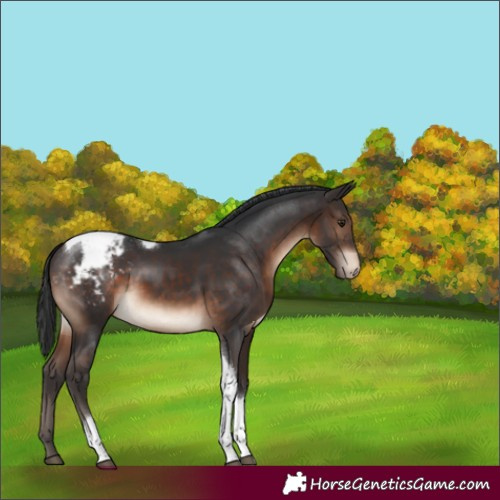 Horse Color:Brown Tobiano Appaloosa Rabicano 