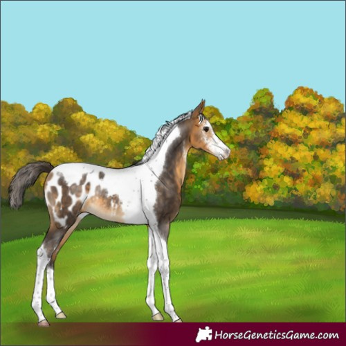 Horse Color:Buckskin Sabino Tobiano Appaloosa Rabicano