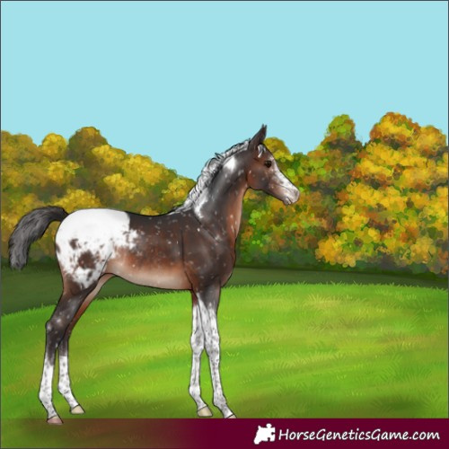 Horse Color:Brown Sabino Tobiano Appaloosa Rabicano 
