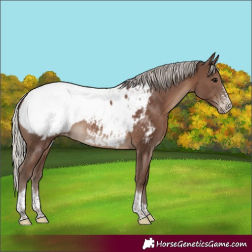 Horse Color:Silver Black Sabino Tobiano Appaloosa 