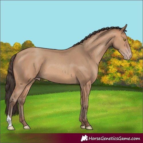 Horse Color:Amber Champagne