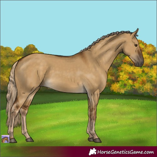Horse Color:Chocolate Palomino Dun Rabicano