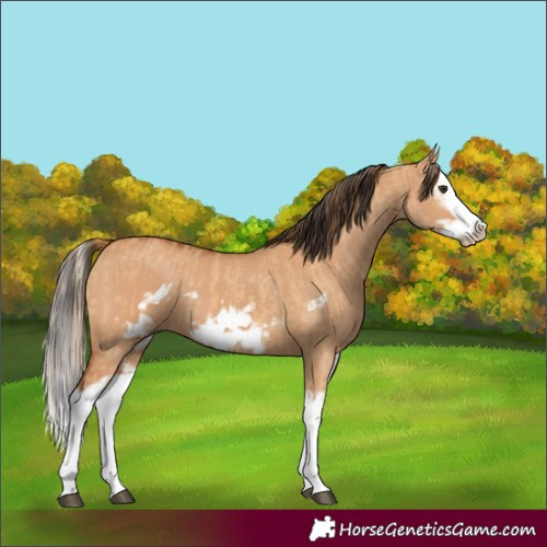 Horse Color:Red Dun Splash Frame and Bay Dun Splash Frame