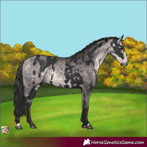 Horse Color:Black  and Platinum Buckskin 