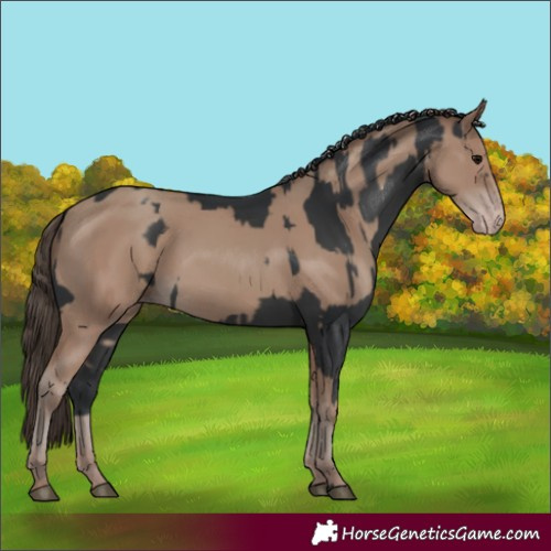 Horse Color:Black and Classic Champagne