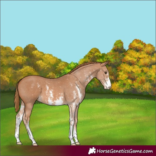 Horse Color:Chestnut Sabino 