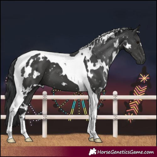Horse Color:White Spotted Black Tobiano 