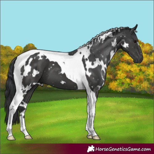 Horse Color:White Spotted Black Tobiano 