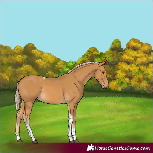 Horse Color:Palomino Tobiano Rabicano 