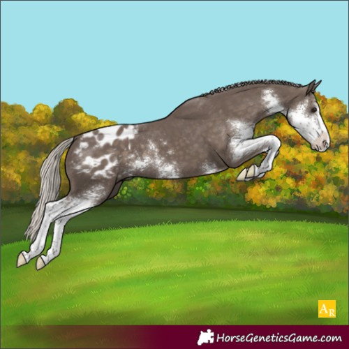 Horse Color:Silver Black Sabino Appaloosa