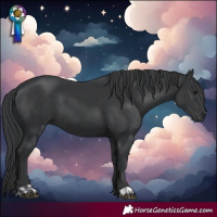 Horse Color:Black  and Black 