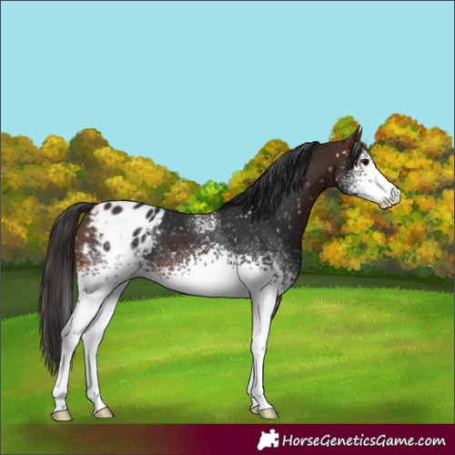 Horse Color:White Spotted Brown Blanket 