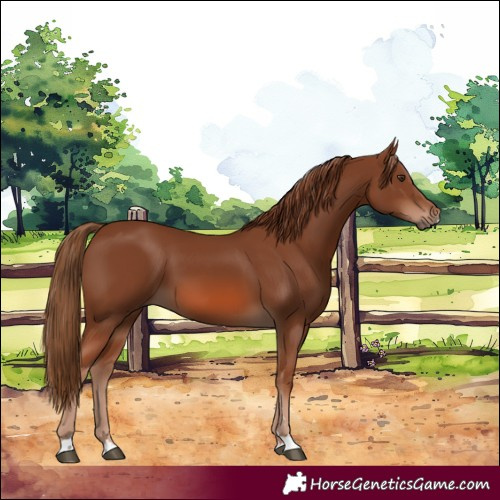 Horse Color:Chestnut 