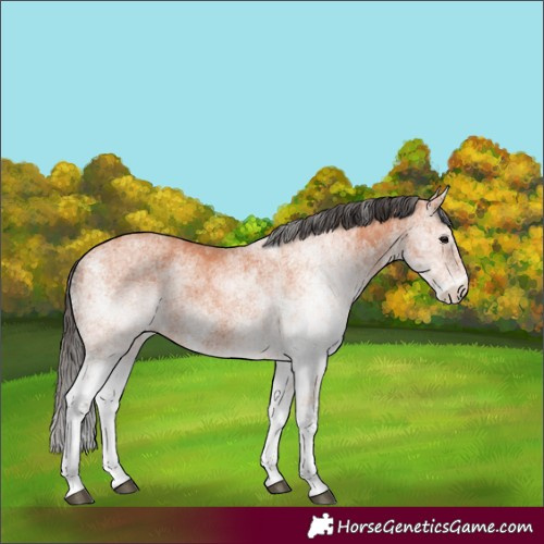 Horse Color:Unknown 