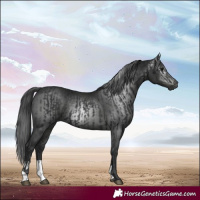 Horse Color:Black  and Gray Black 