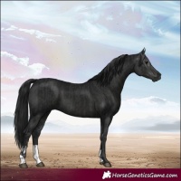Horse Color:Black and Gray Black