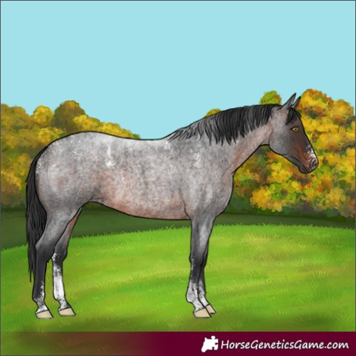 Horse Color:Powder White Brown Roan Rabicano