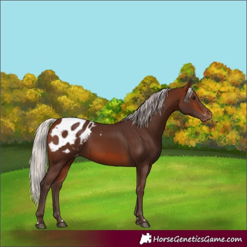 Horse Color:Silver Brown Appaloosa 