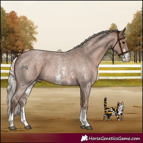 Horse Color:Silver Blue Roan Sabino
