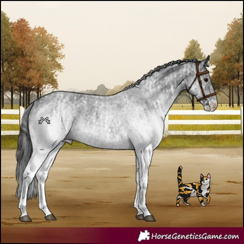 Horse Color:White Spotted Blue Roan Rabicano and White Spotted Blue Roan Rabicano