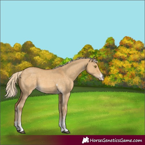 Horse Color:Palomino Dun Sabino