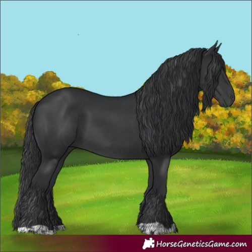 Horse Color:Black  and Black 