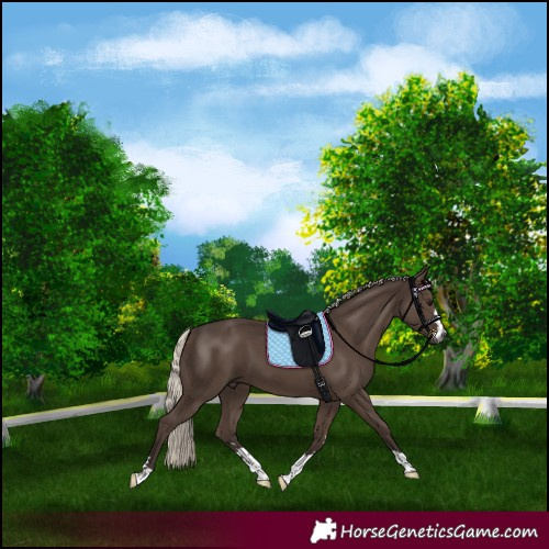 Horse Color:Gray Silver Black 