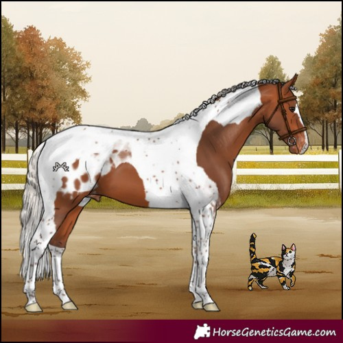 Horse Color:Silver Bay Tobiano Appaloosa 