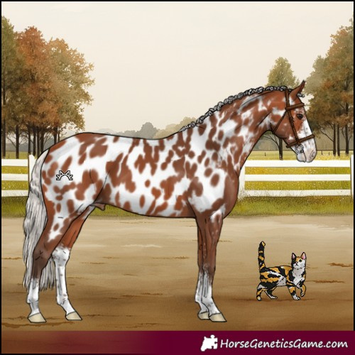 Horse Color:Silver Bay Sabino Appaloosa 