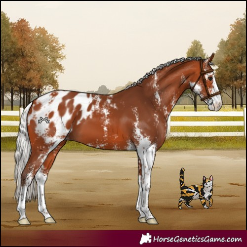 Horse Color:Silver Bay Sabino Appaloosa 