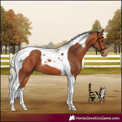 Horse Color:Silver Bay Tobiano Appaloosa