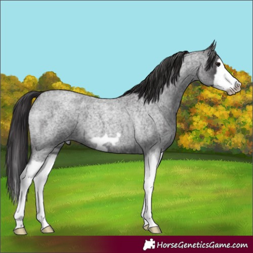 Horse Color:Smoky Blue Roan Splash Frame 