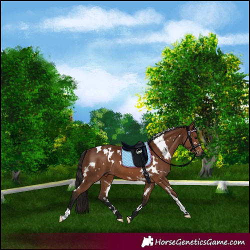 Horse Color:Gray White Spotted Bay 