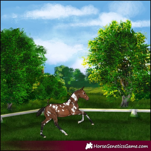 Horse Color:Gray White Spotted Bay
