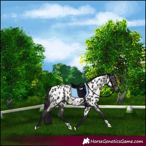 Horse Color:Gray Black Appaloosa